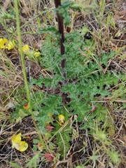 Verbascum erosum