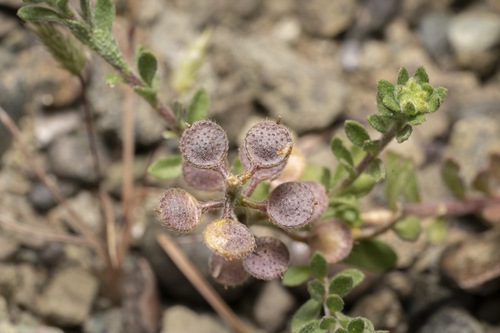 Image of Alyssum strigosum by (c) Eleftherios Katsillis, some rights reserved (CC BY)