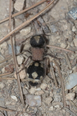 Ronisia barbarula