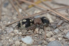 Ronisia barbarula