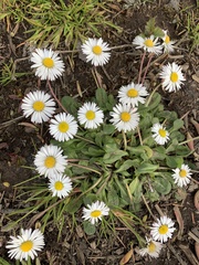 Bellis perennis