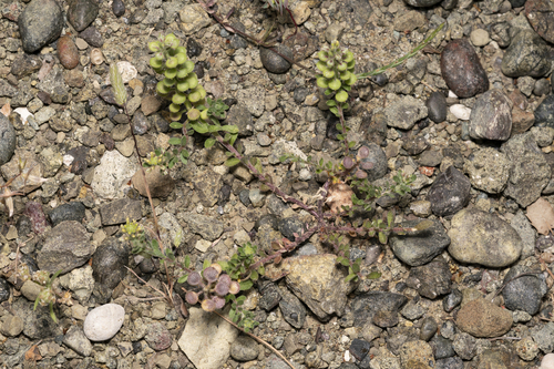 Image of Alyssum strigosum by (c) Eleftherios Katsillis, some rights reserved (CC BY)