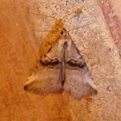 Zebeeba falsalis