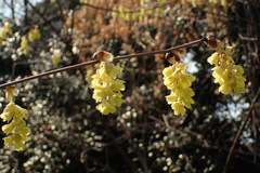 Corylopsis sinensis