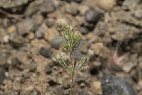 Denseflowering Bedstraw (Galium floribundum)