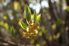 Lindera praecox