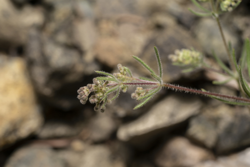 Image of Galium floribundum by (c) Eleftherios Katsillis, some rights reserved (CC BY)