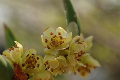 Lindera praecox