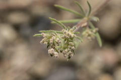 Galium floribundum