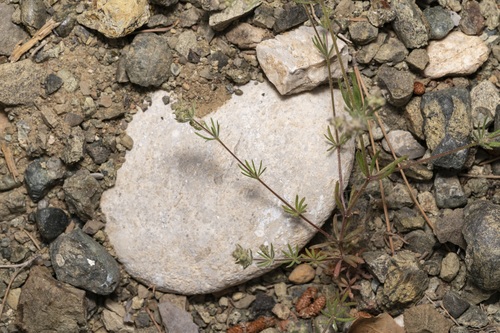 Image of Galium floribundum by (c) Eleftherios Katsillis, some rights reserved (CC BY)