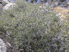 Quercus cornelius-mulleri