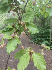 Fagus sylvatica