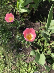 Tulipa