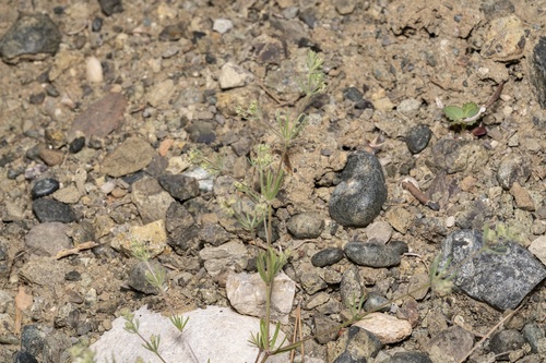 Image of Galium floribundum by (c) Eleftherios Katsillis, some rights reserved (CC BY)