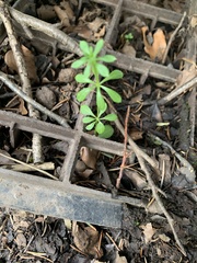 Galium aparine