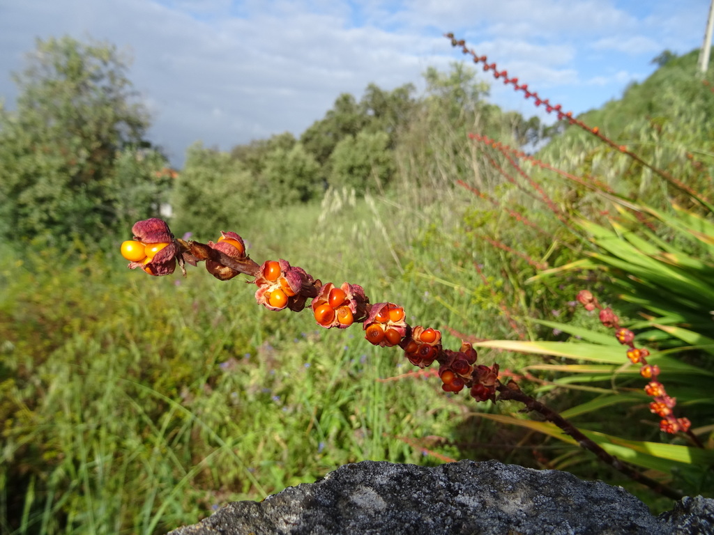 Chasmanthe floribunda, Ribeiro do Baco, 7300 Portalegre, Portugal, by mtfoliveira