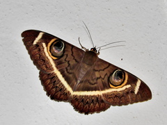 Cyligramma latona