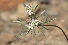 Daucus involucratus