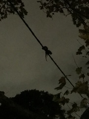 Pseudocheirus peregrinus