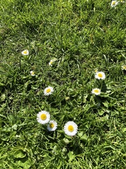 Bellis perennis