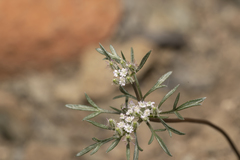 Daucus involucratus