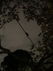 Pseudocheirus peregrinus