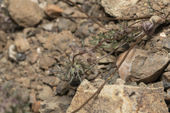 Daucus involucratus