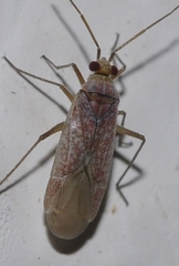Stenoparia putoni