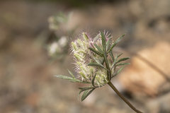 Daucus involucratus