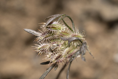 Daucus involucratus