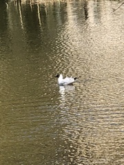 Chroicocephalus ridibundus