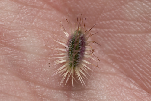 Image of Daucus involucratus by (c) Eleftherios Katsillis, some rights reserved (CC BY)
