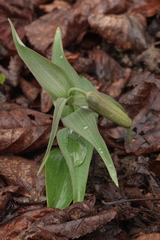 Fritillaria pallidiflora