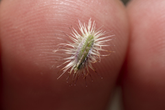 Daucus involucratus