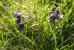 Pulmonaria australis