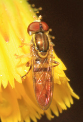 Toxomerus floralis