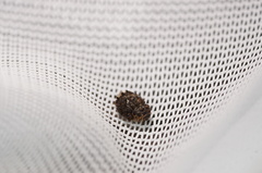 Exithius loculiferus
