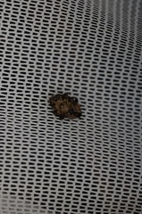 Exithius loculiferus