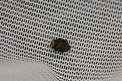 Exithius loculiferus