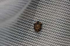 Exithius loculiferus