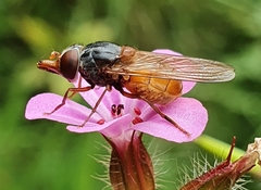 Rhingia rostrata