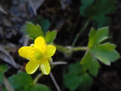 Ranunculus taisanensis
