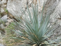 Dasylirion berlandieri