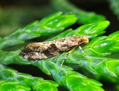 Nemapogon granella