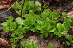 Campanula chamissonis