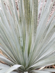 Dasylirion berlandieri