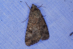 Heliothis punctifera