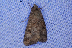 Heliothis punctifera