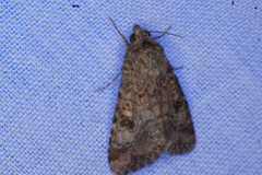 Heliothis punctifera