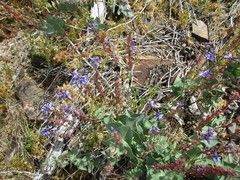 Veronica perfoliata